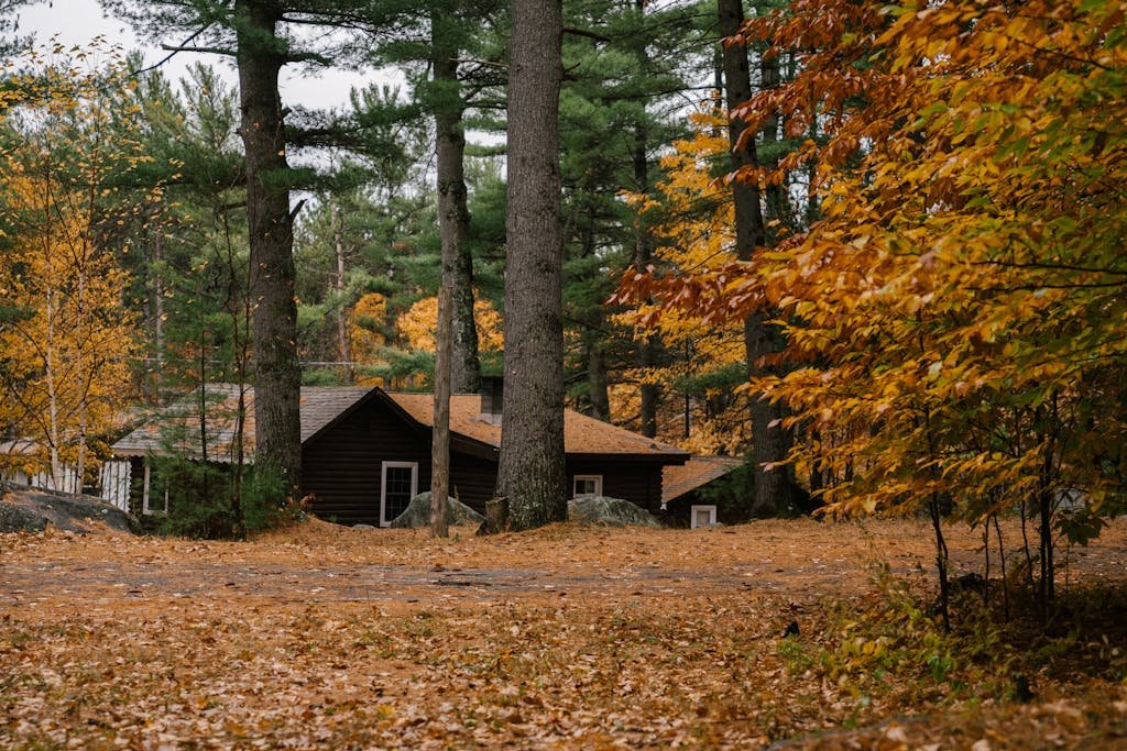 A small wooden cabin among evergreens and golden autumn hardwoods