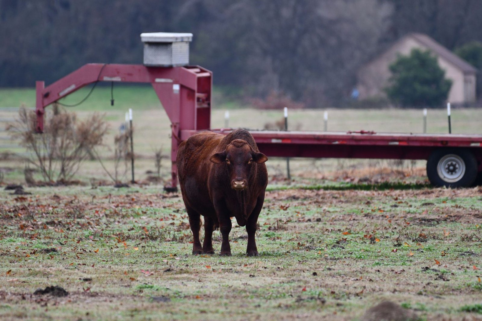 A brown cow on winter pasture beside a hay trailer on a farm near Decatur, Alabama