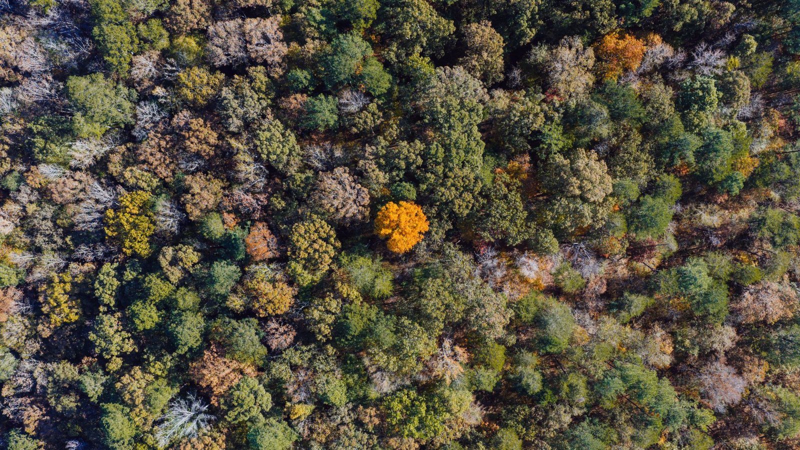 Aerial view of mixed pine and hardwood timber in fall near Birmingham, Alabama