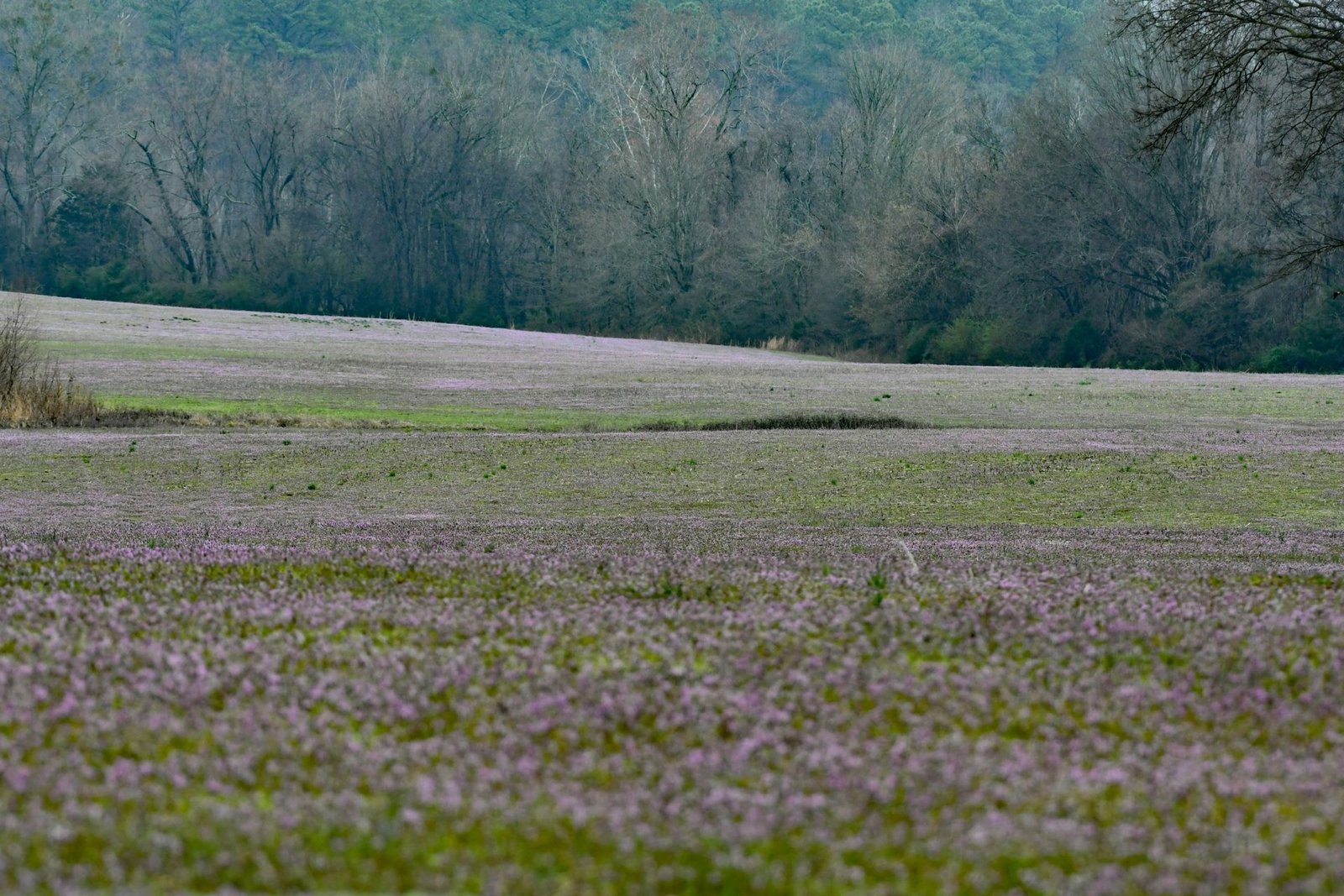 An open winter field running to a line of hardwood and pine woods near Decatur, Alabama