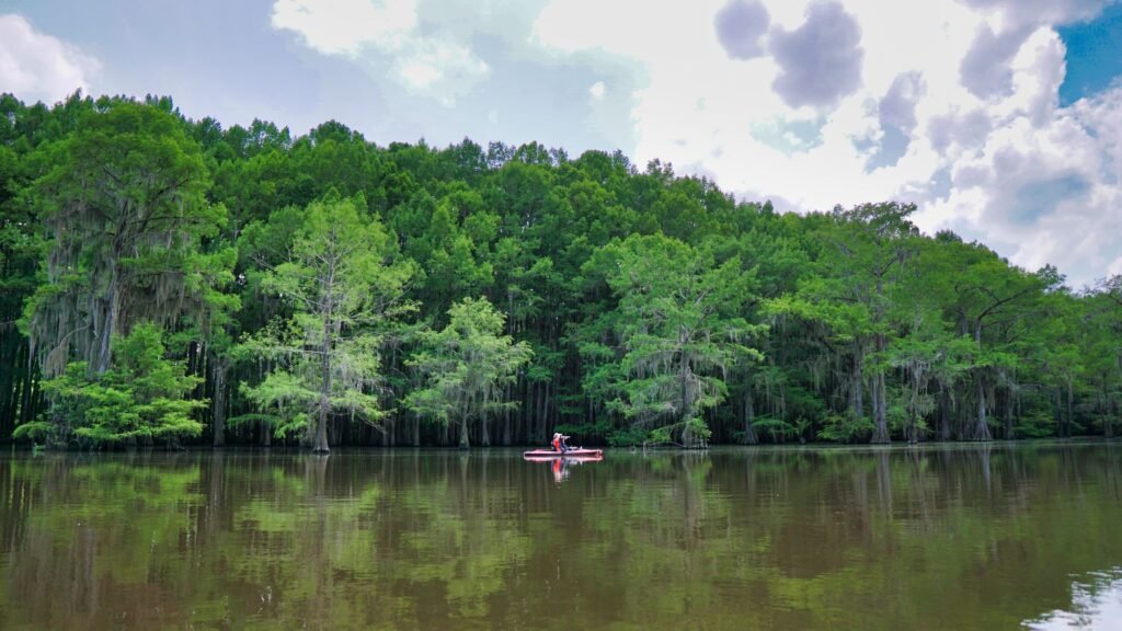 Cypress on Caddo Lake in East Texas, the wettest and priciest region for buying land in Texas
