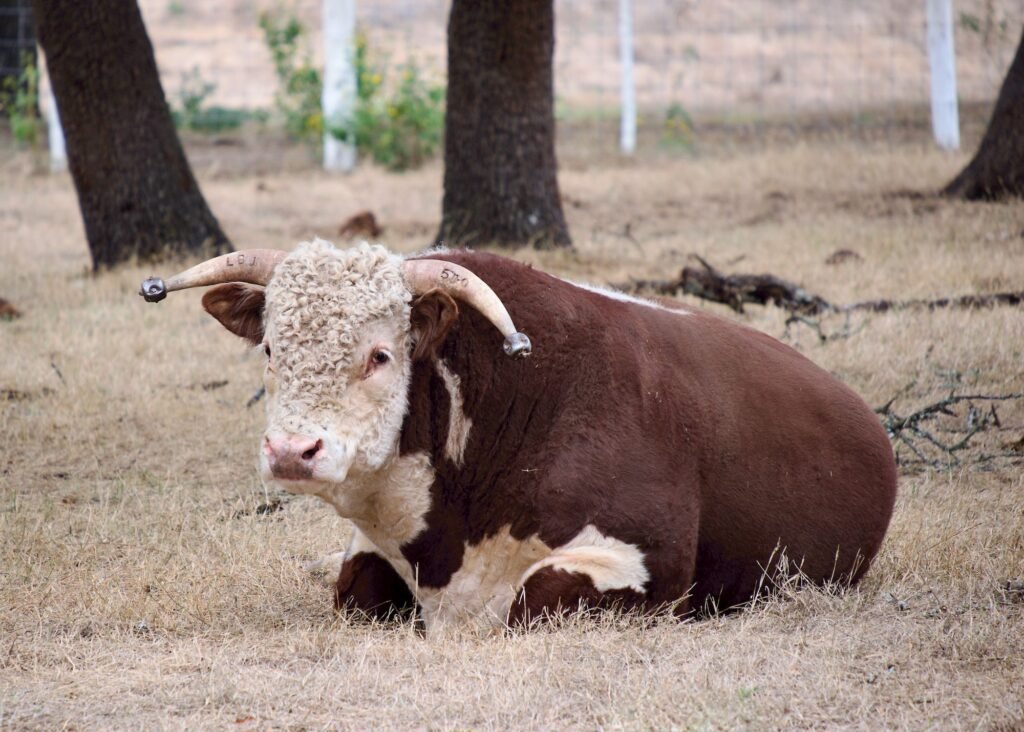 Hereford bull resting in an oak pasture near Stonewall in the Texas Hill Country