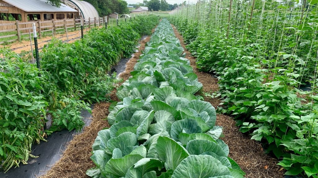 Rows of cabbage, tomatoes and beans growing on a small Tennessee farm, a homestead garden watered by rainfall