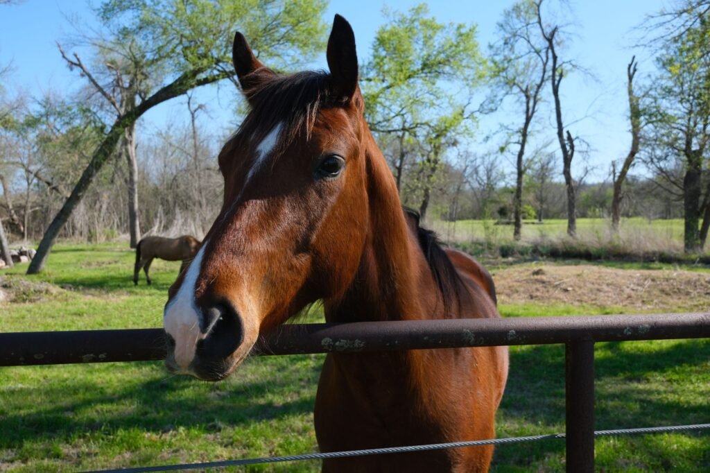 Brown horse leaning over a fence in a sunny pasture in Sunnyvale, North Texas
