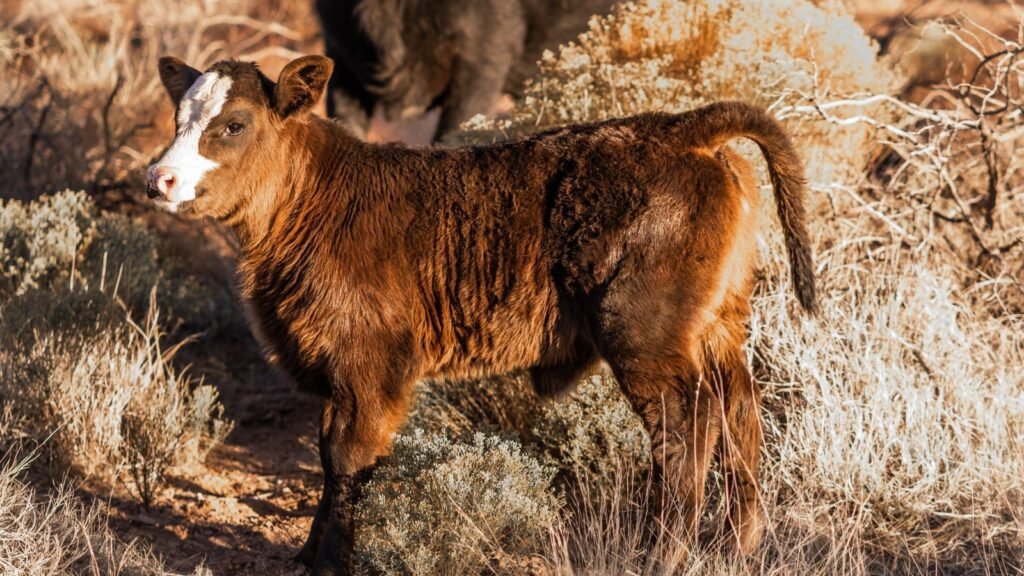 A young brown calf standing in dry desert grass in New Mexico, where land is cheapest and water is scarce