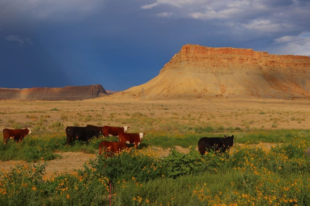 Cattle grazing on rangeland below a red mesa in western Oklahoma