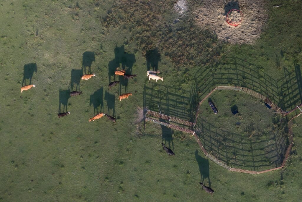 Aerial view of cattle grazing beside a round corral in a pasture near Hartsville, South Carolina, at sunset