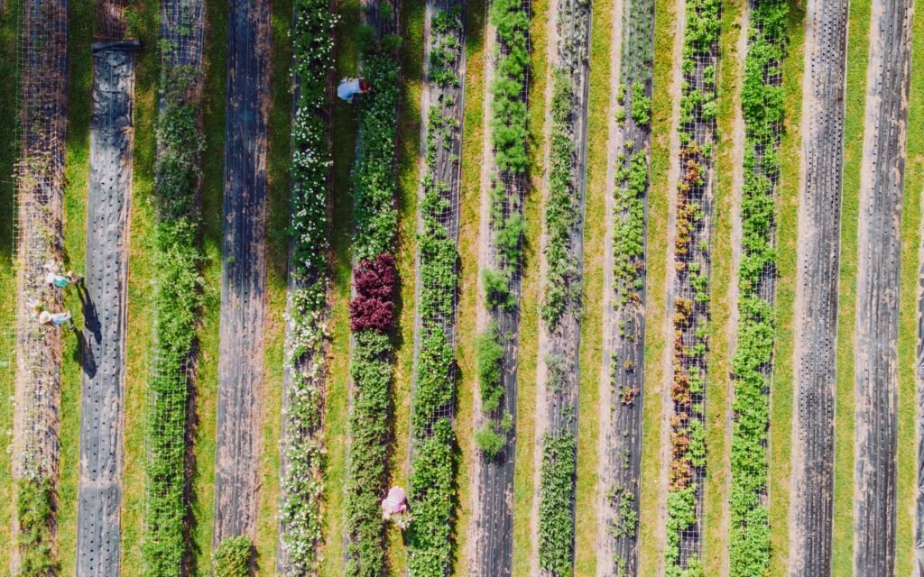 Aerial view of planted crop rows and fields in rural Chickamauga, northwest Georgia