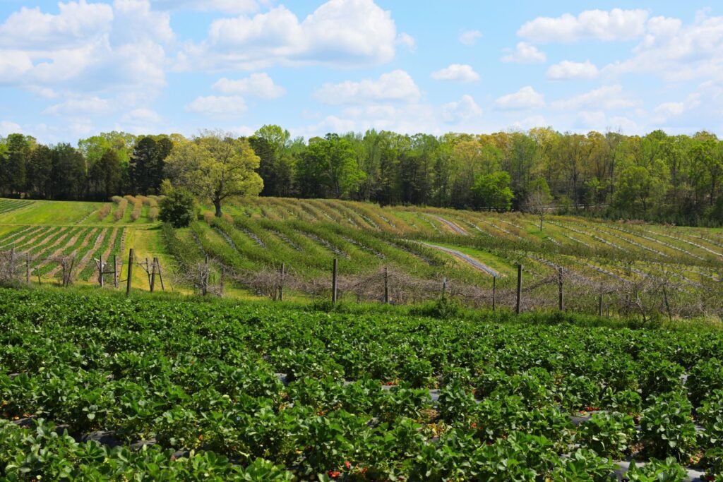 Rows of crops in a farm field under a blue sky with clouds in Lancaster, South Carolina