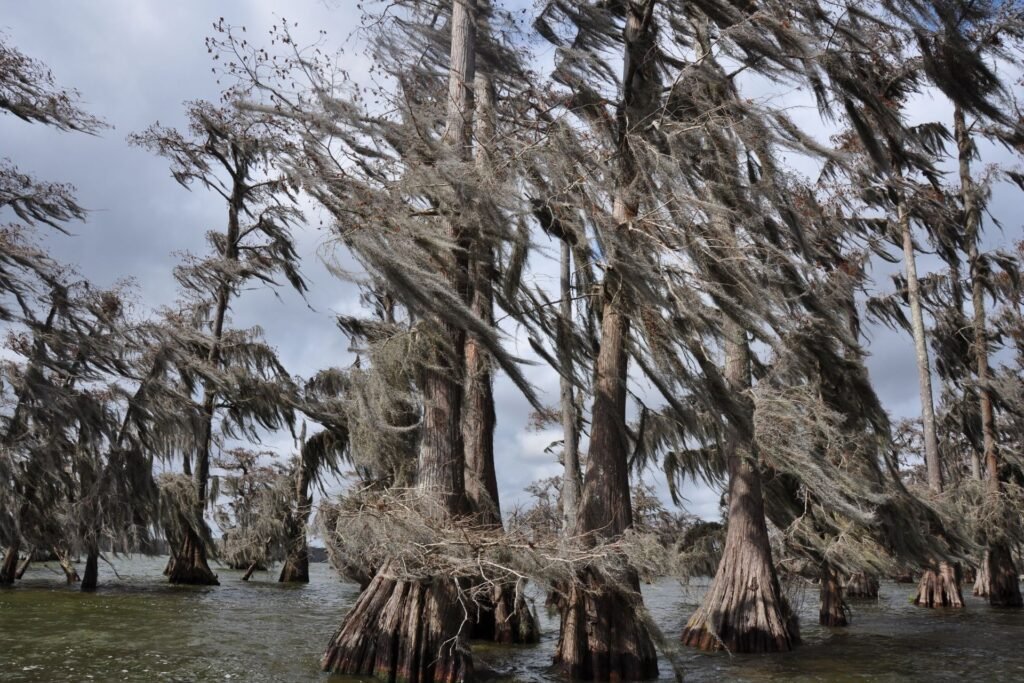 Moss-draped cypress trees standing in still open water near Lafayette, Louisiana