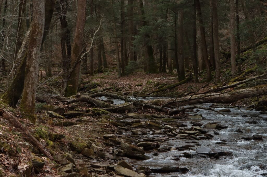 Clear creek running over rocks through a hardwood forest in West Virginia