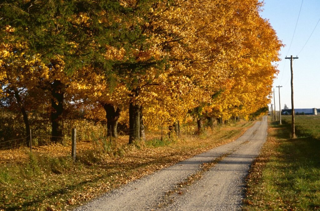 Gravel country road lined with autumn trees and utility poles beside open farm fields