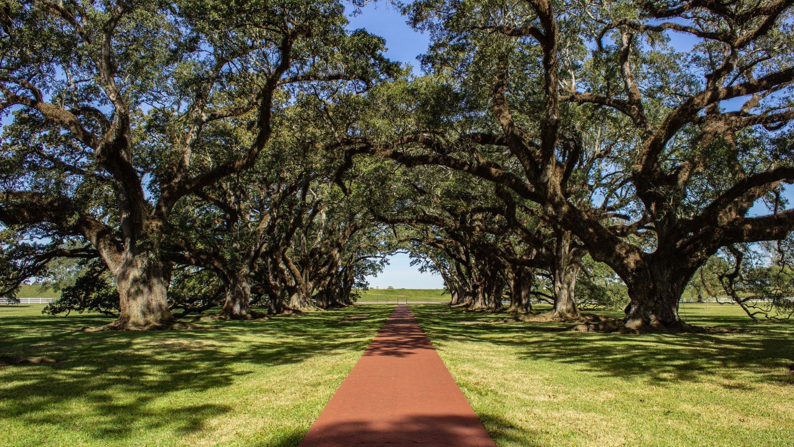Live oaks in Vacherie, Louisiana