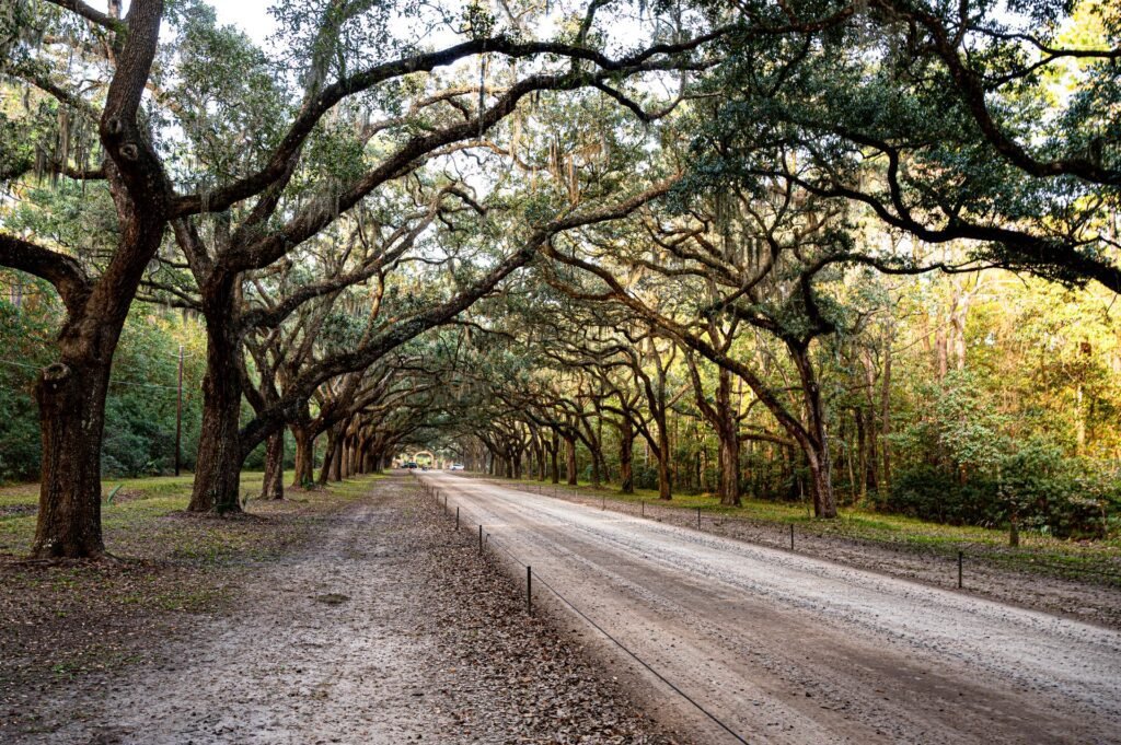 Dirt road under live oaks and Spanish moss near Savannah on the Georgia coast