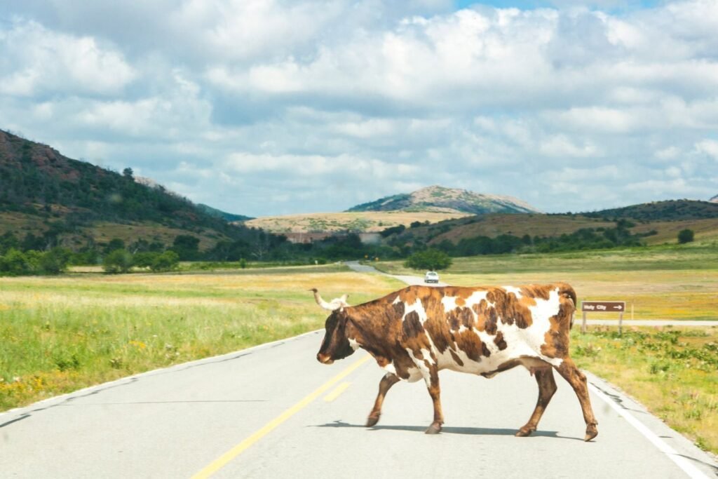 Longhorn steer crossing a rural road near the Wichita Mountains in southwest Oklahoma