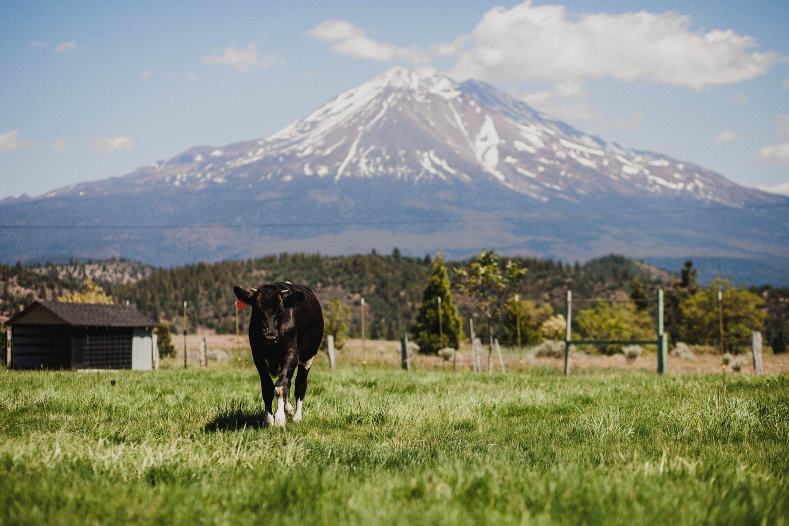 Cow grazing a green pasture with Mount Shasta behind, rural land in Siskiyou County, Northern California