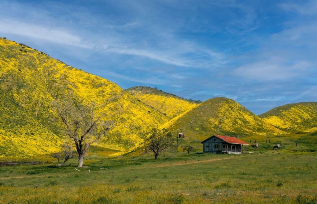 Small ranch house below yellow wildflower hills near Santa Margarita, San Luis Obispo County, California