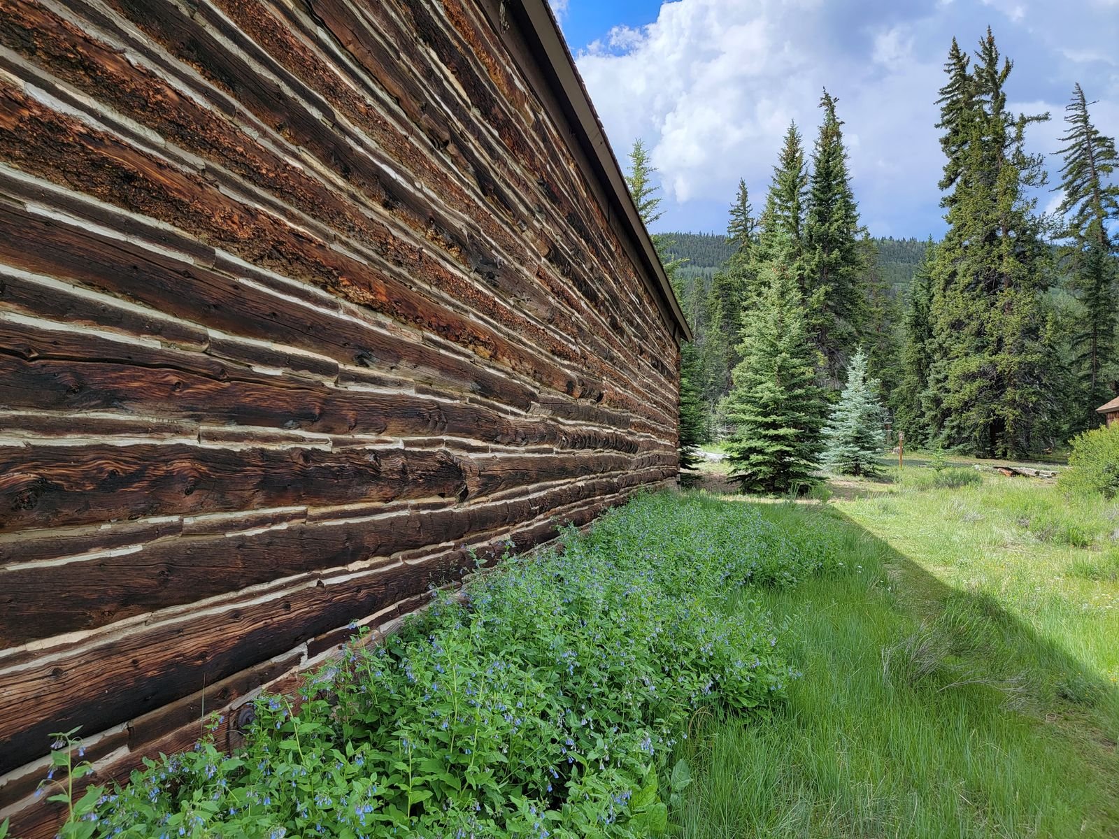 Weathered log wall with white chinking, the kind of wear log home insurance treats as maintenance